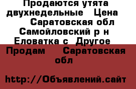 Продаются утята двухнедельные › Цена ­ 120 - Саратовская обл., Самойловский р-н, Еловатка с. Другое » Продам   . Саратовская обл.